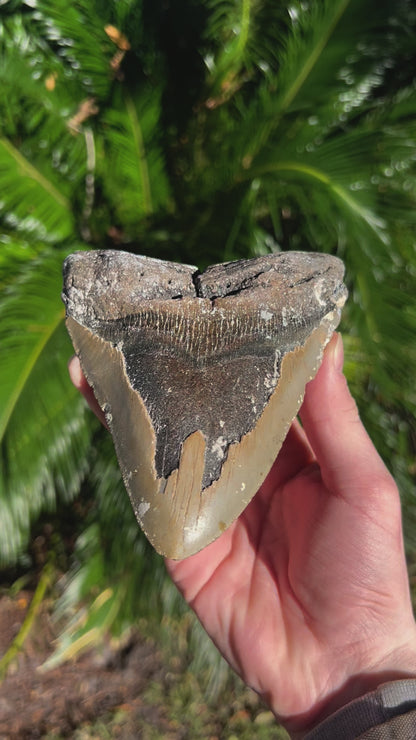 5.916 Inch Megalodon Tooth