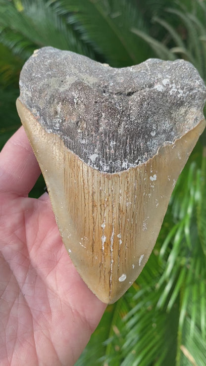 5.20 Inch Megalodon Tooth