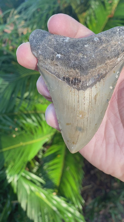 3.90 Inch Prehistoric Megalodon Sharks Tooth Fossil