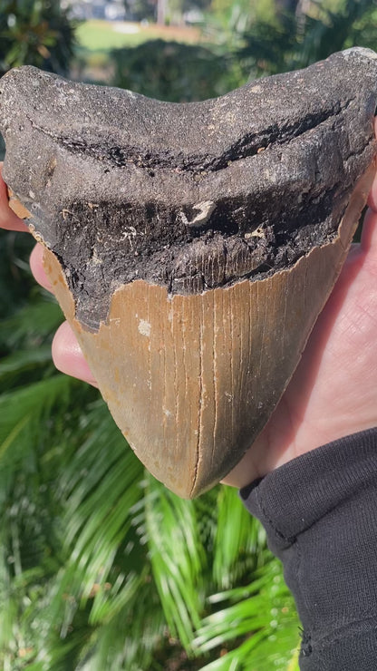 5.74 Inch Prehistoric Megalodon Sharks Tooth Fossil