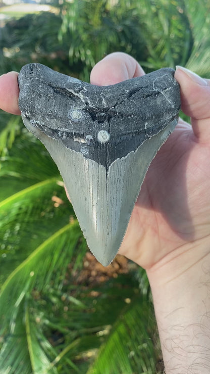 4.13 Inch Prehistoric Megalodon Sharks Tooth Fossil