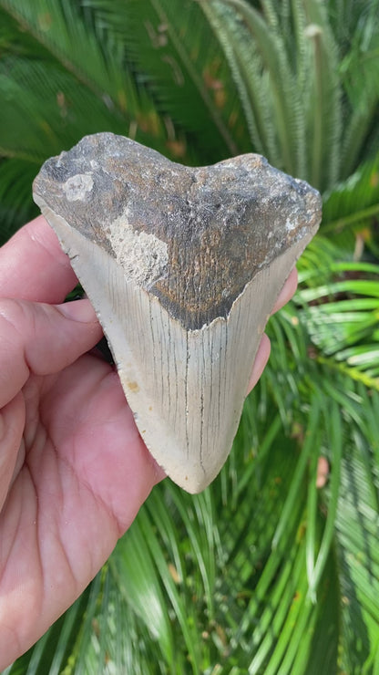 4.15 Inch Megalodon Tooth