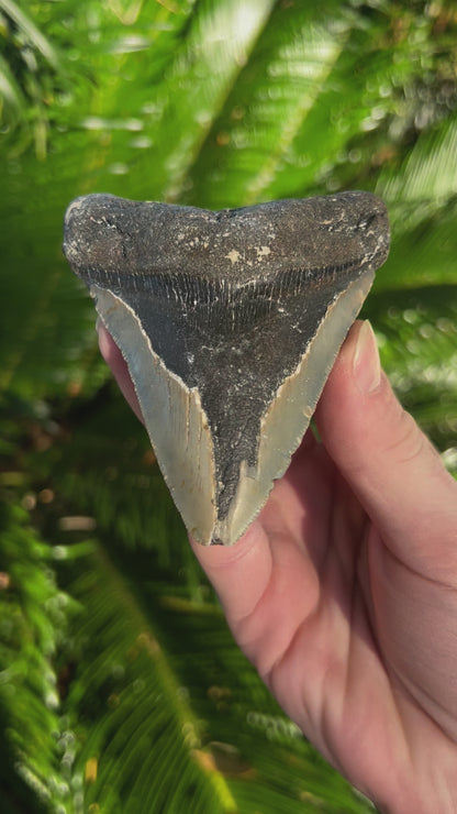 4.38 Inch Megalodon Tooth