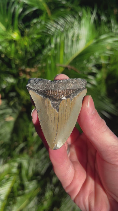 3.33 Inch Megalodon Tooth