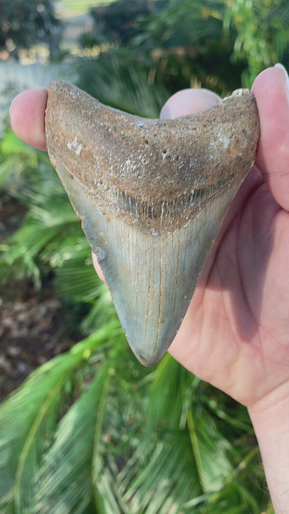 3.89 Inch Prehistoric Megalodon Sharks Tooth Fossil