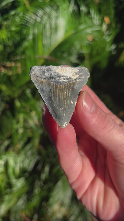 2.60 Inch Megalodon Tooth