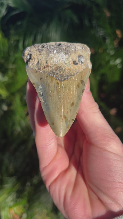 3.99 Inch Megalodon Tooth