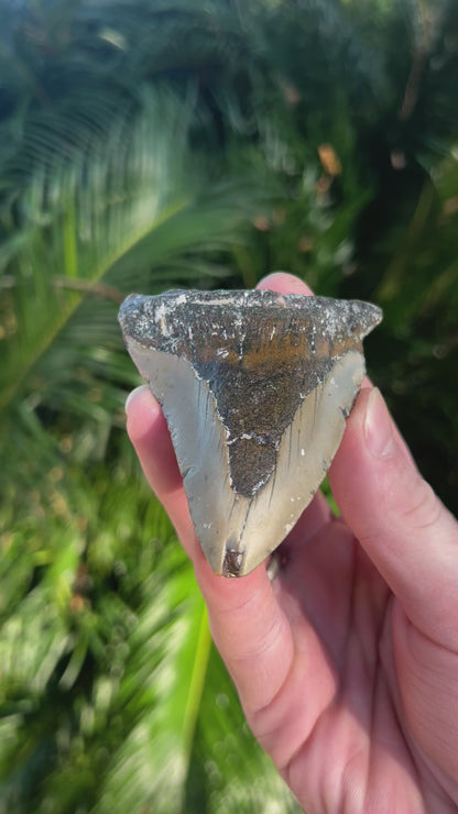 3.60 Inch Megalodon Tooth