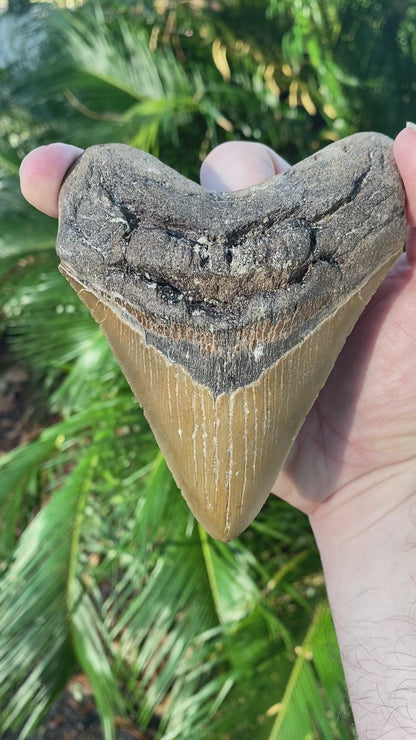 4.93 Inch Prehistoric Megalodon Sharks Tooth Fossil