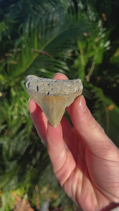 2.94 Inch Megalodon Tooth