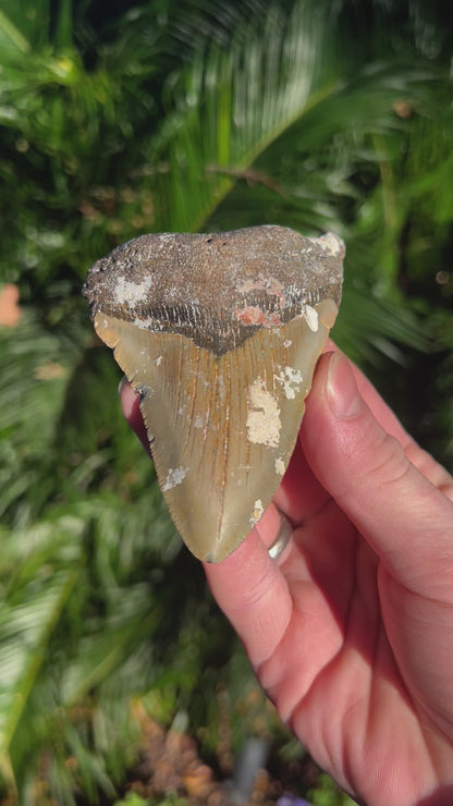 4.14 Inch Megalodon Tooth