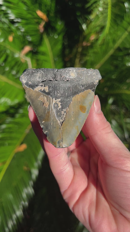 3.843 Inch Megalodon Tooth