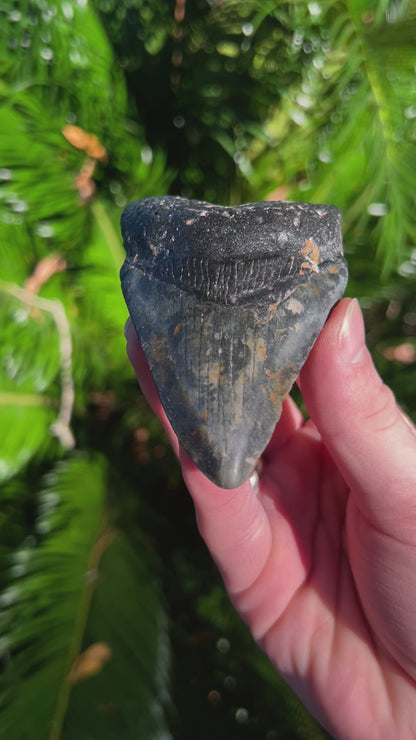 3.92 Inch Megalodon Tooth