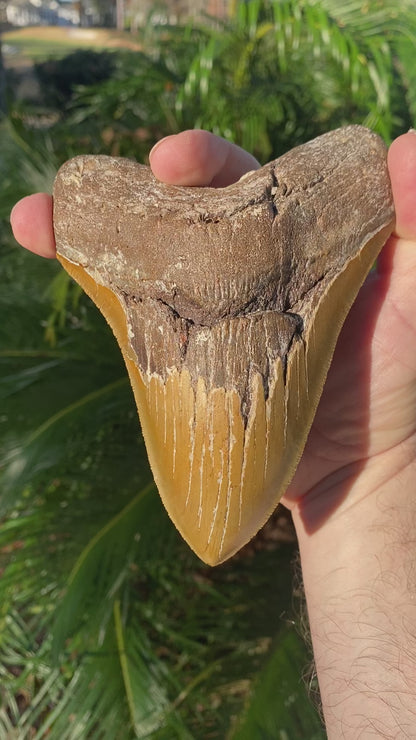 5.98 Inch Prehistoric Megalodon Sharks Tooth Fossil
