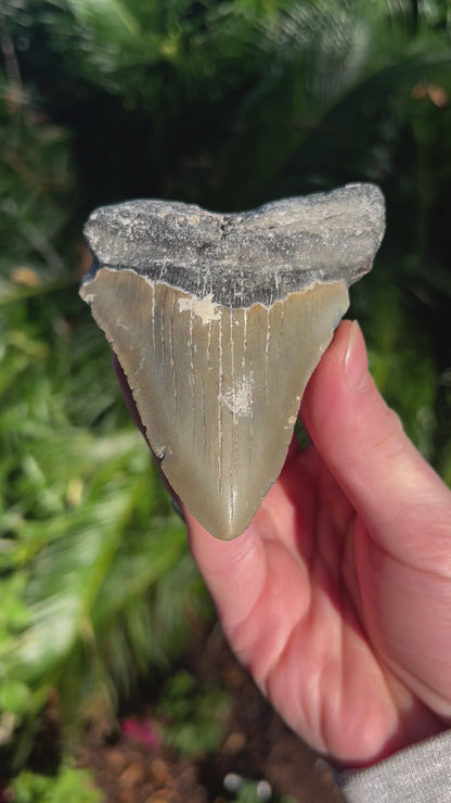 4.35 Inch Megalodon Tooth