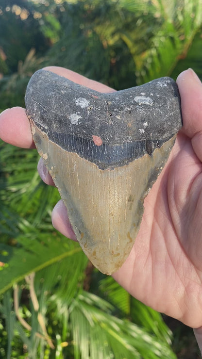 4.24 Inch Prehistoric Megalodon Sharks Tooth Fossil
