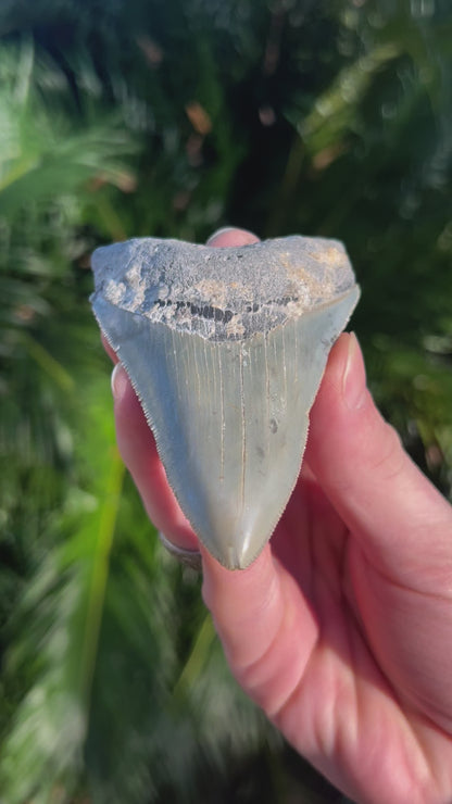 3.81 Inch Megalodon Tooth