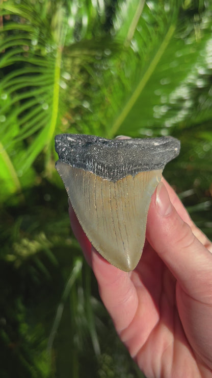 3.76 Inch Megalodon Tooth