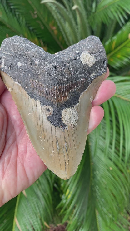 5.56 Inch Megalodon Tooth