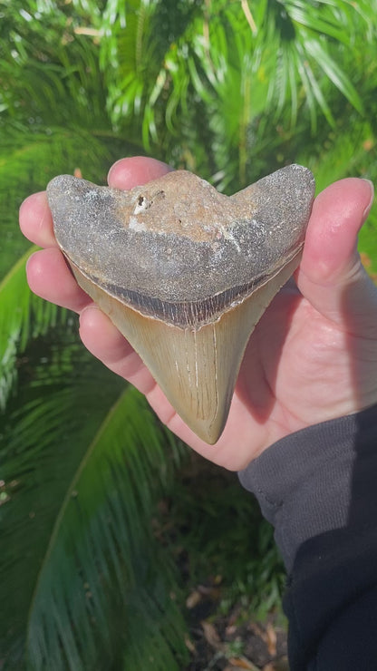 4.06 Inch Prehistoric Megalodon Sharks Tooth Fossil