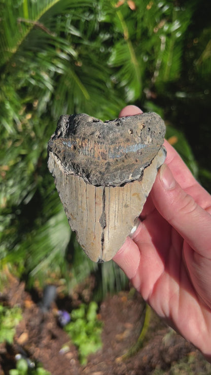 4.399 Inch Megalodon Tooth