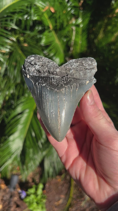 4.660 Inch Megalodon Tooth