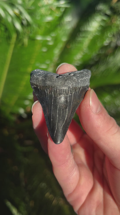 2.68 Inch Megalodon Tooth