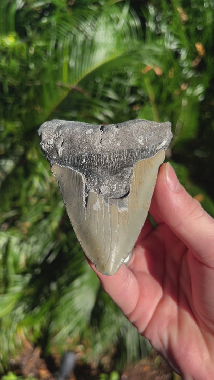 4.289 Inch Megalodon Tooth