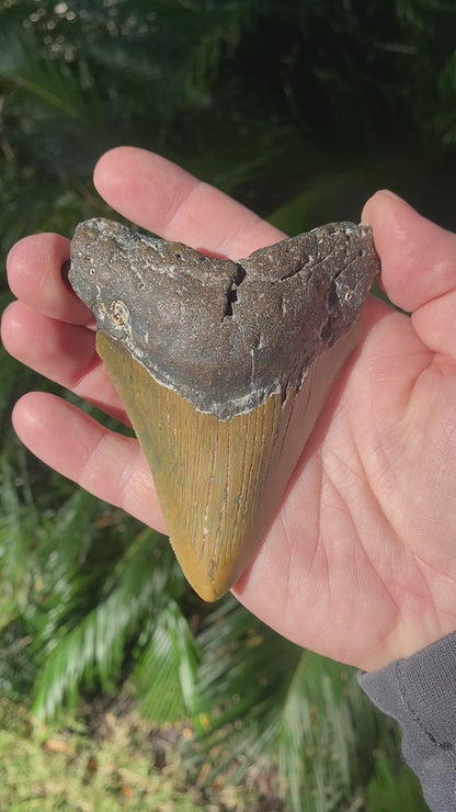 4.09 Inch Prehistoric Megalodon Sharks Tooth Fossil