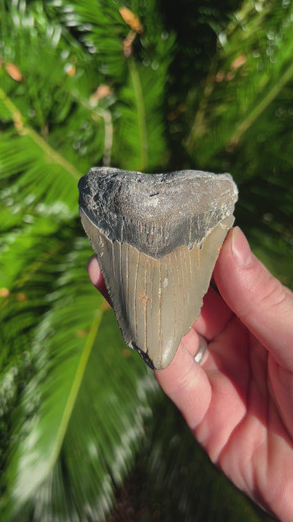 3.90 Inch Megalodon Tooth