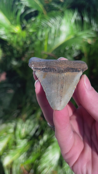 3.29 Inch Megalodon Tooth