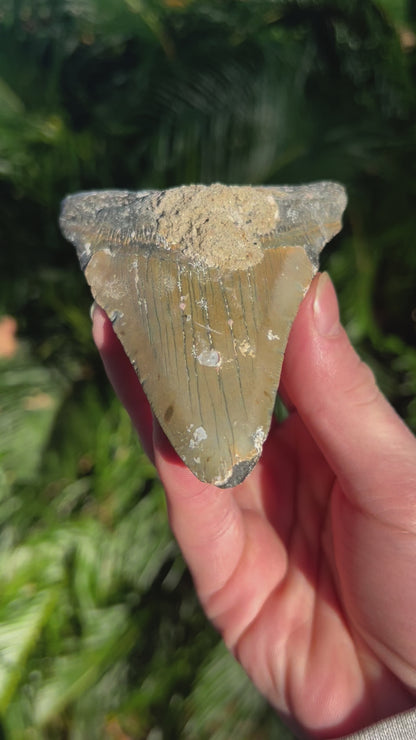 4.44 Inch Megalodon Tooth