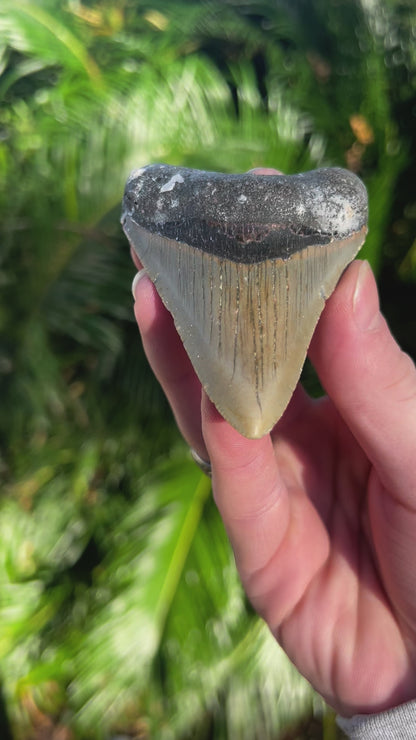 3.67 Inch Megalodon Tooth