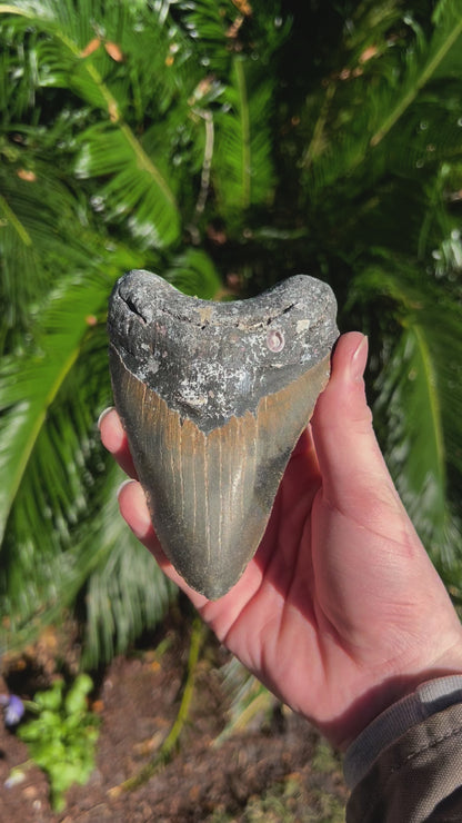 5.057 Inch Megalodon Tooth