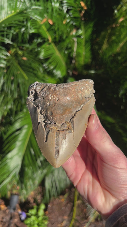 5.093 Inch Megalodon Tooth