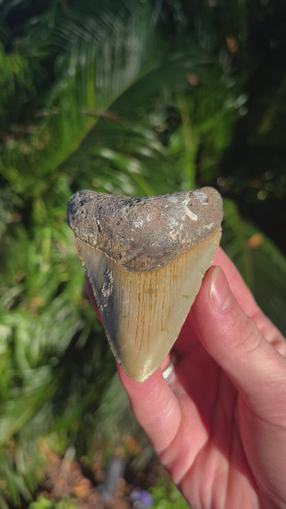 3.72 Inch Megalodon Tooth