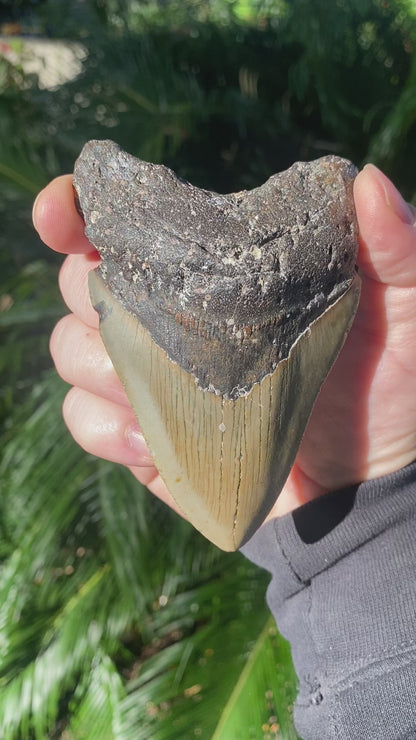 4.31 Inch Prehistoric Megalodon Sharks Tooth Fossil