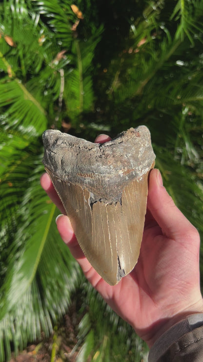 6.019 Inch Megalodon Tooth