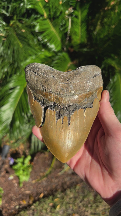 5.836 Inch Megalodon Tooth