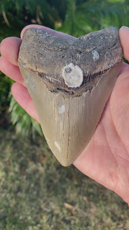 4.50 Inch Megalodon Tooth
