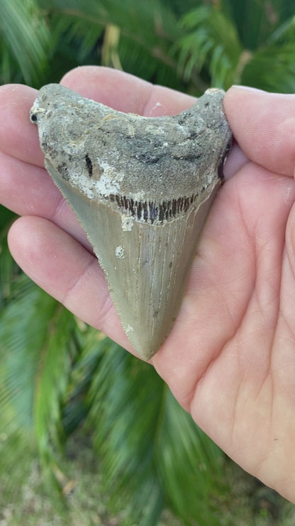 3.21 Inch Megalodon Tooth