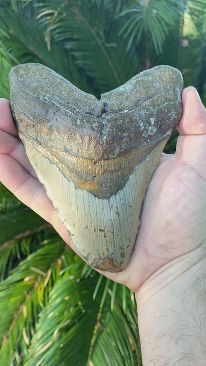 5.84 Inch Megalodon Tooth