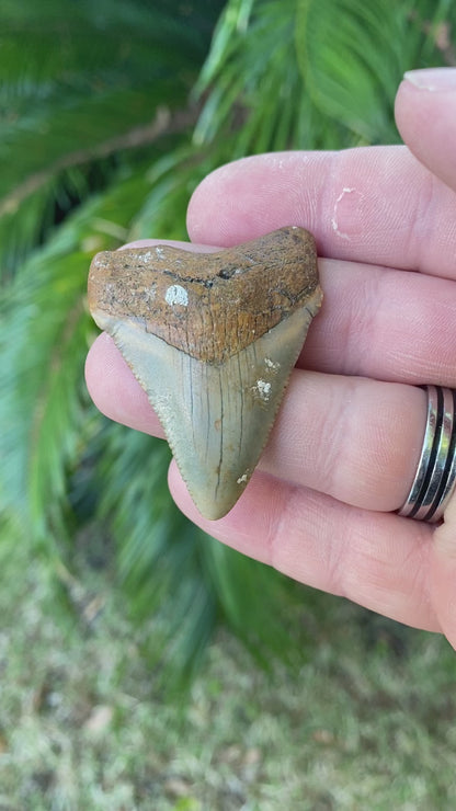 1.97 Inch Megalodon Tooth