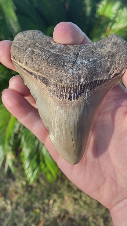 4.35 Inch Megalodon Tooth