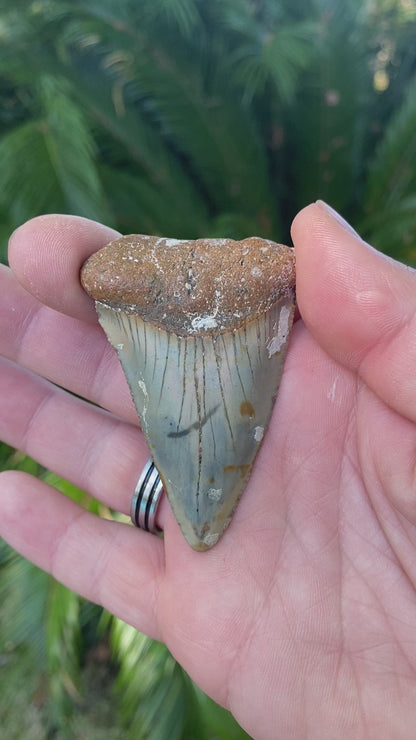2.59 Inch Great White Shark Tooth Fossil
