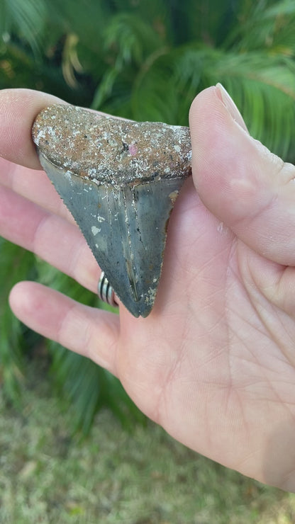 2.53 Inch Great White Shark Tooth Fossil TWIN TIP