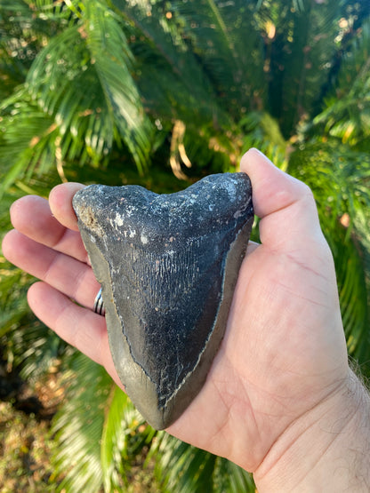 4.55 Inch Megalodon Tooth