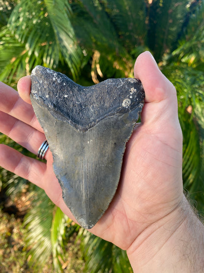 4.55 Inch Megalodon Tooth