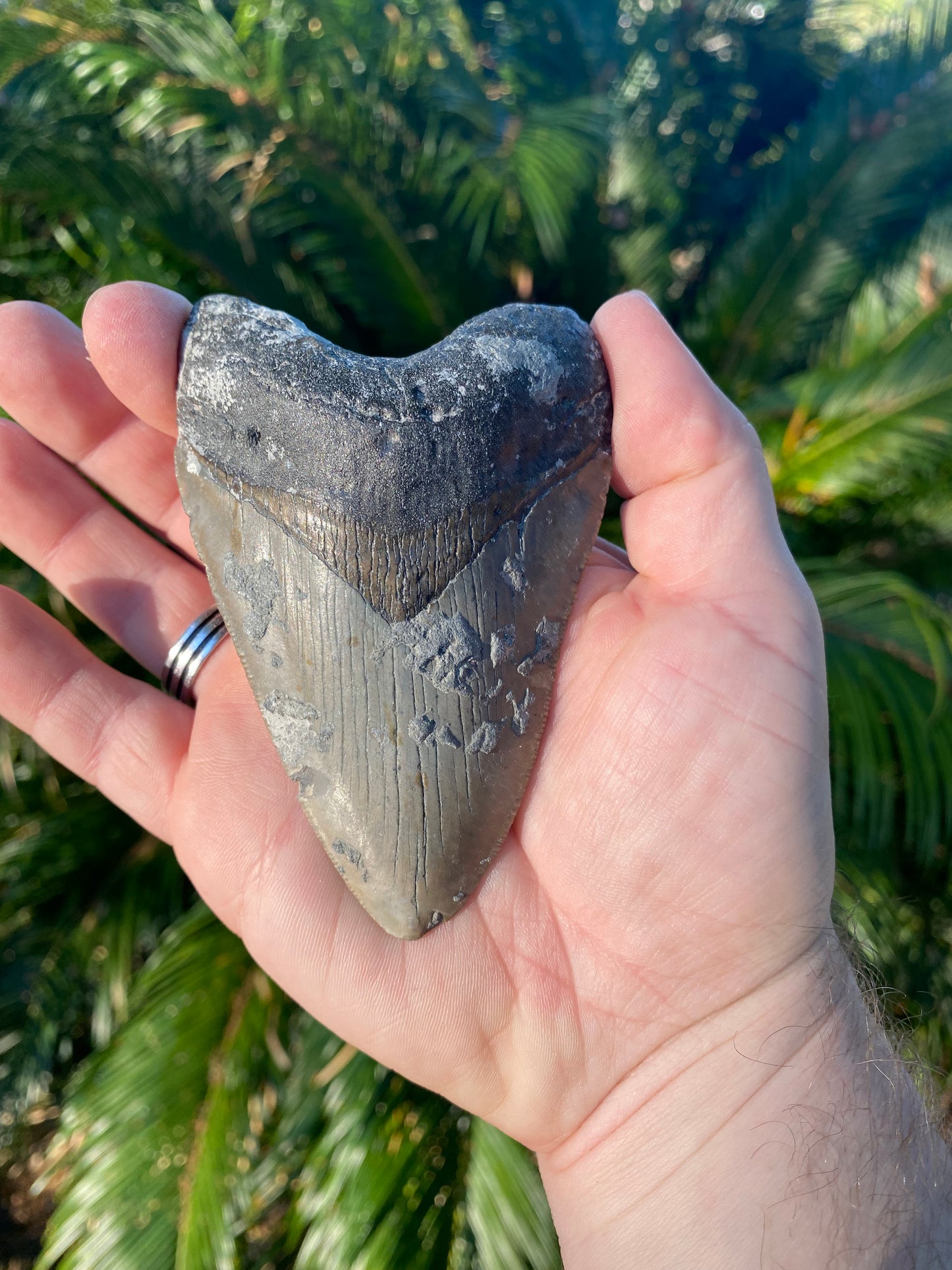 4.21 Inch Megalodon Tooth