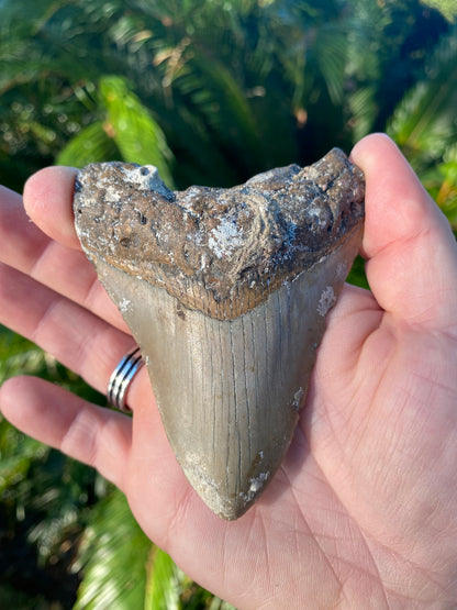 3.88 Inch Megalodon Tooth